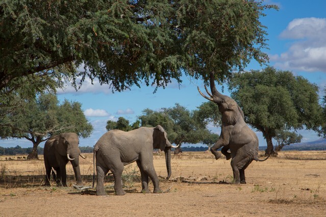 Elephants feeding